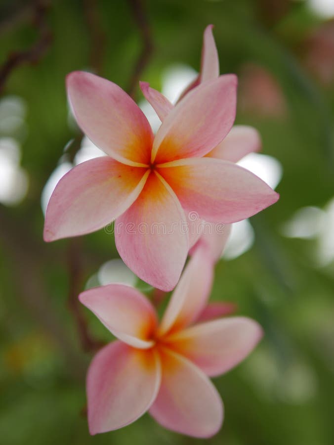 Plumeria is a genus of flowering plants in the dogbane family, Apocynaceae. Most species are deciduous shrubs or small trees. The species variously are indigenous to Mexico, Central America, and the Caribbean, and as far south as Brazil, but are grown as cosmopolitan ornamentals in warm regions. Common names for plants in the genus vary widely according to region, variety, and whim, but frangipani or variations on that theme are the most common. Plumeria also is used directly as a common name, especially in horticultural circles. Plumeria flowers are most fragrant at night in order to lure sphinx moths to pollinate them. The flowers yield no nectar, however, and simply dupe their pollinators. The moths inadvertently pollinate them by transferring pollen from flower to flower in their fruitless search for nectar. Plumeria species may be propagated easily by cutting leafless stem tips in spring. Cuttings are allowed to dry at the base before planting in well-drained soil. Cuttings are particularly susceptible to rot in moist soil.There are more than 300 named varieties of Plumeria. American Plumeria society, Florida. Plumeria is a genus of flowering plants in the dogbane family, Apocynaceae. Most species are deciduous shrubs or small trees. The species variously are indigenous to Mexico, Central America, and the Caribbean, and as far south as Brazil, but are grown as cosmopolitan ornamentals in warm regions. Common names for plants in the genus vary widely according to region, variety, and whim, but frangipani or variations on that theme are the most common. Plumeria also is used directly as a common name, especially in horticultural circles. Plumeria flowers are most fragrant at night in order to lure sphinx moths to pollinate them. The flowers yield no nectar, however, and simply dupe their pollinators. The moths inadvertently pollinate them by transferring pollen from flower to flower in their fruitless search for nectar. Plumeria species may be propagated easily by cutting leafless stem tips in spring. Cuttings are allowed to dry at the base before planting in well-drained soil. Cuttings are particularly susceptible to rot in moist soil.There are more than 300 named varieties of Plumeria. American Plumeria society, Florida