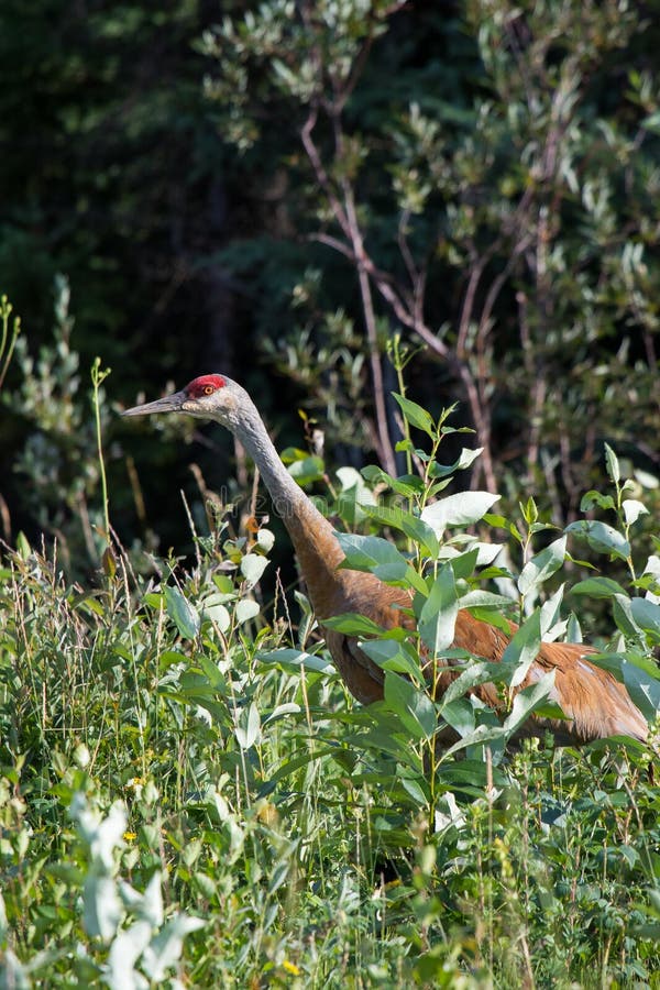 走在高野草和低灌木的Sandhill起重机(安提歌尼canadensis)在麦肯齐河,西北地区(NWT) Cana 免版税库存图片 走在高野草和低灌木的Sandhill起重机(安提歌尼canadensis)在麦肯齐河,西北地区(NWT) Cana 免版税库存图片
