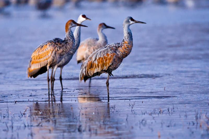 A Small Group of Sandhill Cranes Resting in Pond Illustrating Rusty Colored Feathers. A Small Group of Sandhill Cranes Resting in Pond Illustrating Rusty Colored Feathers