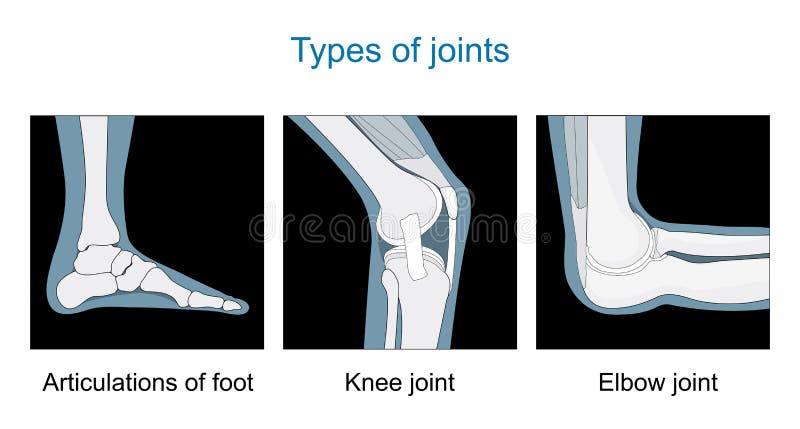 Types of joints. Knee joint, Articulations of foot, Elbow joint. Set icons. black and white. Flat vector illustration. Types of joints. Knee joint, Articulations of foot, Elbow joint. Set icons. black and white. Flat vector illustration