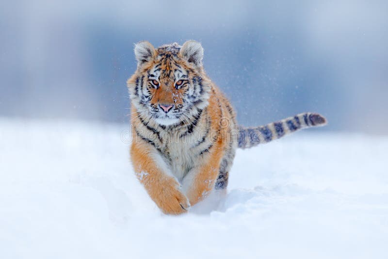 跑在雪的老虎面孔 在狂放的冬天自然的阿穆尔河老虎 行动野生生物场面,危险动物 在taiga的冷的冬天, Russi 免版税图库摄影