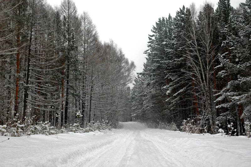 Winter road in winter Siberian taiga. Winter road in winter Siberian taiga