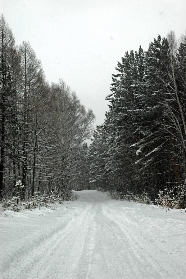 Winter road in winter Siberian taiga. Winter road in winter Siberian taiga