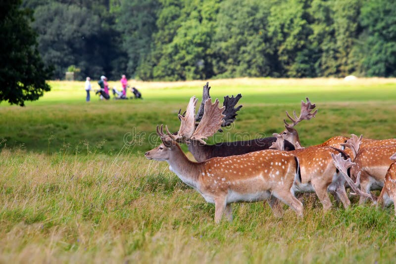 The Deer Park is a forest park north of Copenhagen. There are ancient oak trees, large populations of red and fallow deer, a golf course and the Eremitage Castle. The Deer Park is a forest park north of Copenhagen. There are ancient oak trees, large populations of red and fallow deer, a golf course and the Eremitage Castle.