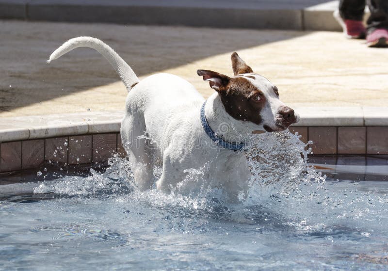 A brown and white dog with a look of shock on his face jumping into the cold pool. A brown and white dog with a look of shock on his face jumping into the cold pool