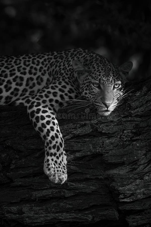 躺在树枝上的豹子的单身特写