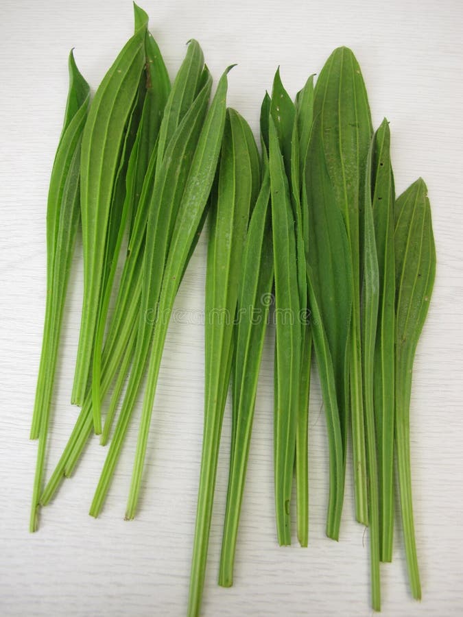 车前藤茶叶或野草沙拉 免版税库存照片