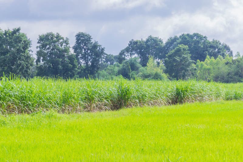 软的焦点自然领域、绿色水稻领域、甘蔗植物领域、美丽的天空和云彩在泰国 免版税库存照片 软的焦点自然领域、绿色水稻领域、甘蔗植物领域、美丽的天空和云彩在泰国 免版税库存照片