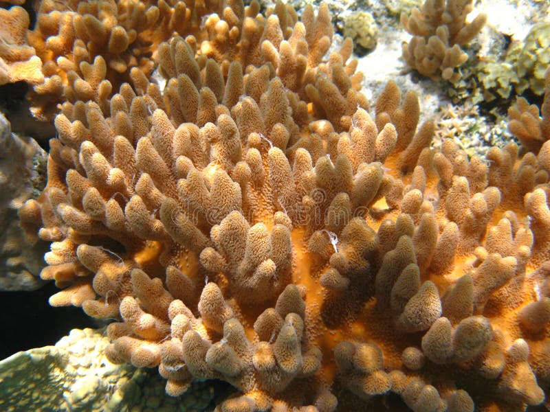 软的珊瑚