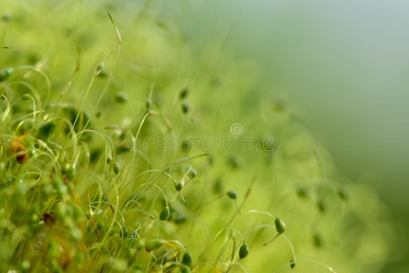 软的被聚焦的特写镜头被射击与bokeh,被弄脏的光亮的光的绿色青苔种子 免版税库存图片 软的被聚焦的特写镜头被射击与bokeh,被弄脏的光亮的光的绿色青苔种子 免版税库存图片