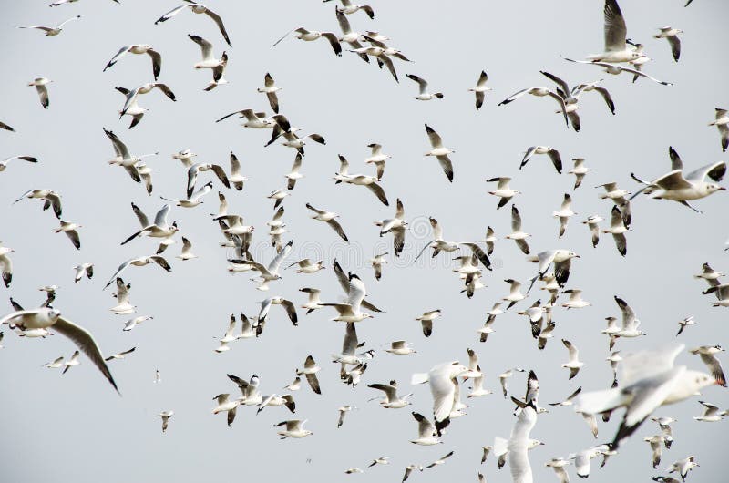 海鸥 免版税图库摄影
