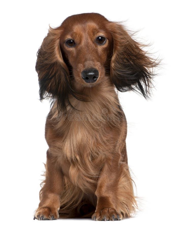 Dachshund with his hair in the wind, 2 years old, sitting in front of white background. Dachshund with his hair in the wind, 2 years old, sitting in front of white background