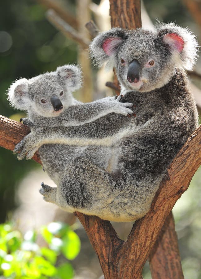 Australian Koala Bear with her baby, Sydney, Australia grey bear. Australian Koala Bear with her baby, Sydney, Australia grey bear