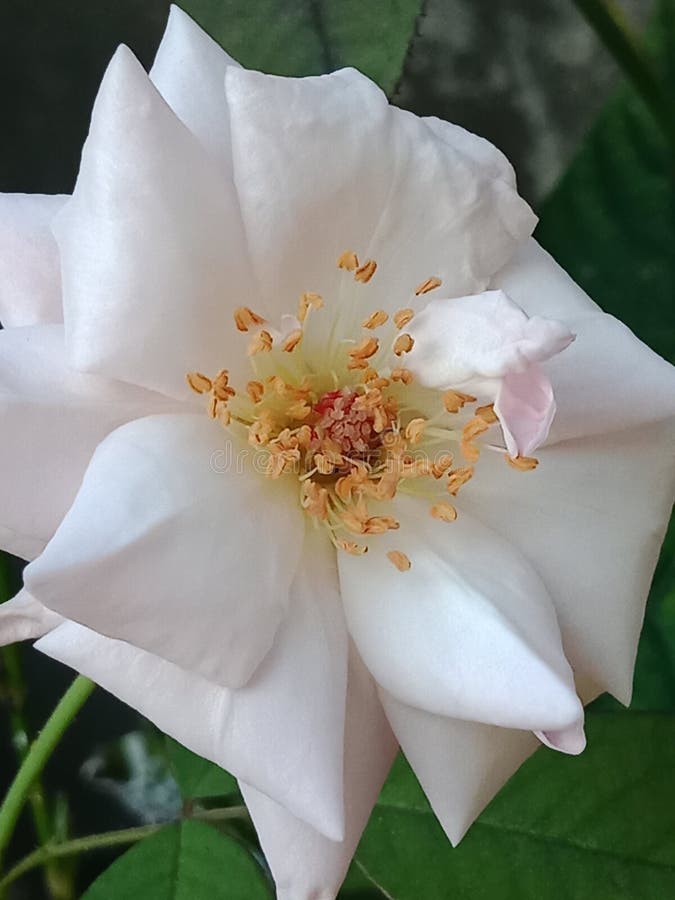 这是美好的白色上升有吸引力的斯里兰卡的花实象的Natutral 库存图片 这是美好的白色上升有吸引力的斯里兰卡的花实象的Natutral 库存图片