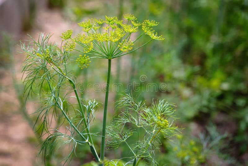 迪尔，一种伞花 开花期 免版税库存照片
