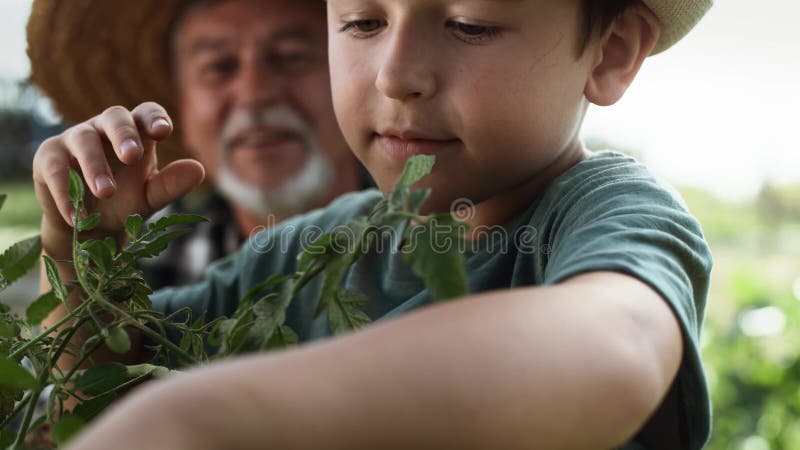 选出从矮树丛的男孩视频的关闭西红柿.