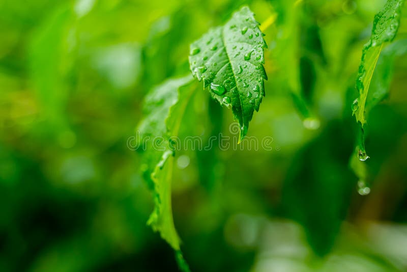 透明雨水美好的下落在绿色叶子宏指令的 露水许多下落在早晨在太阳 美好的叶子纹理 库存图片 透明雨水美好的下落在绿色叶子宏指令的 露水许多下落在早晨在太阳 美好的叶子纹理 库存图片