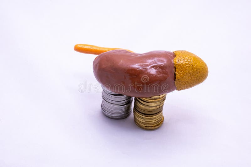 透析或肾移植概念照片的诊断治疗费用. 人类肾脏的解剖模型位于一叠叠 库存照片