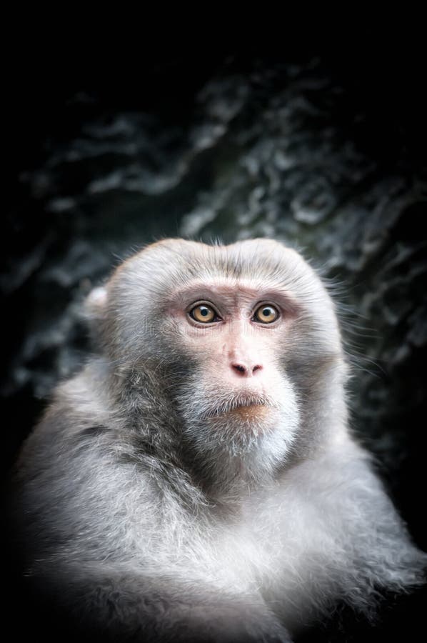 逗人喜爱的小的猴子画象与严肃的面孔的。