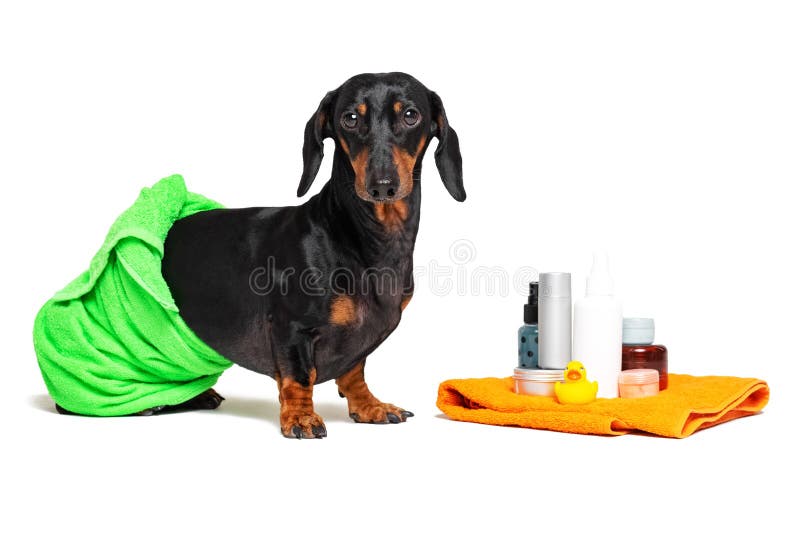 逗人喜爱的狗达克斯猎犬，黑和棕褐色，包裹在一块绿色毛巾，在淋浴与橡胶黄色鸭子以后，罐头香波，卫生间 免版税图库摄影