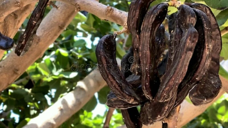 通常称为carob树或carob bush的ceratonia silicu.