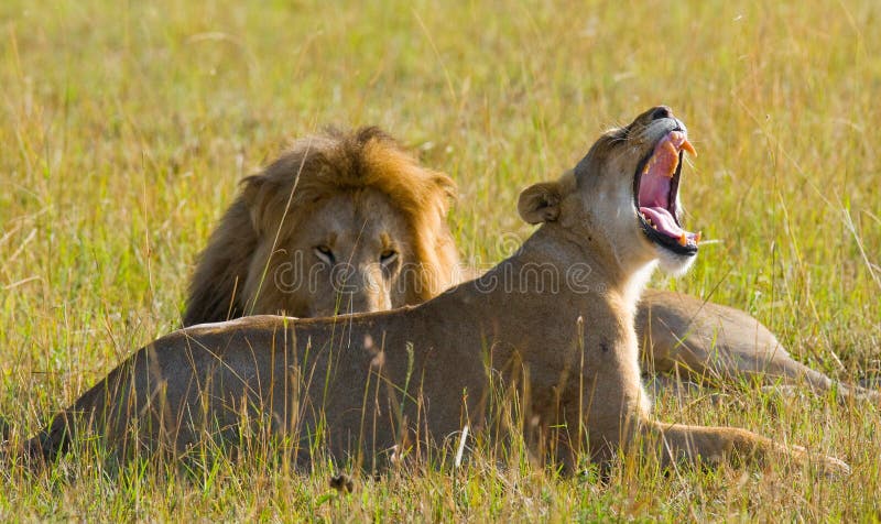 遇见狮子和雌狮在大草原 国家公园 肯尼亚 坦桑尼亚 mara马塞语 serengeti 免版税库存照片 遇见狮子和雌狮在大草原 国家公园 肯尼亚 坦桑尼亚 mara马塞语 serengeti 免版税库存照片