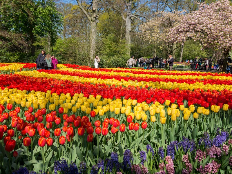 郁金香在Keukenhof,荷兰 免版税图库摄影 郁金香在Keukenhof,荷兰 免版税图库摄影
