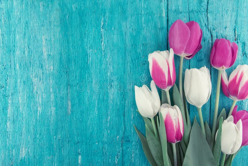 Frame of tulips on turquoise rustic wooden background. Spring flowers. Greeting card for Valentine`s Day, Woman`s Day and Mother`s Day. Top view. Frame of tulips on turquoise rustic wooden background. Spring flowers. Greeting card for Valentine`s Day, Woman`s Day and Mother`s Day. Top view