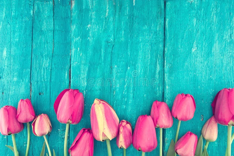 Frame of tulips on turquoise rustic wooden background. Spring flowers. Spring background. Valentine's Day and Mother's Day background. Top view. Frame of tulips on turquoise rustic wooden background. Spring flowers. Spring background. Valentine's Day and Mother's Day background. Top view.