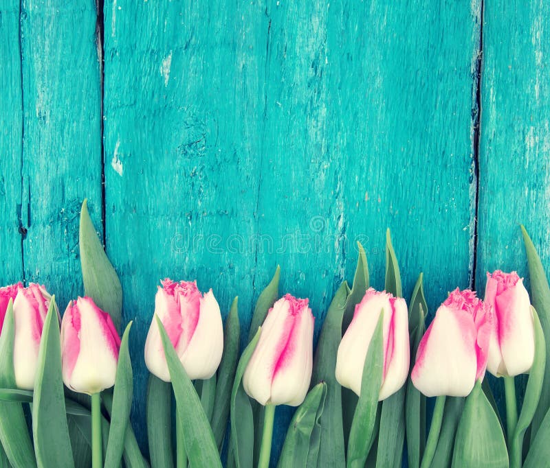 Frame of tulips on turquoise rustic wooden background. Spring flowers. Spring background. Greeting card for Valentine`s Day, Woman`s Day and Mother`s Day. Top view. Frame of tulips on turquoise rustic wooden background. Spring flowers. Spring background. Greeting card for Valentine`s Day, Woman`s Day and Mother`s Day. Top view