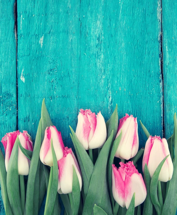 Frame of tulips on turquoise rustic wooden background. Spring flowers. Spring background. Greeting card for Valentine`s Day, Woman`s Day and Mother`s Day. Top view. Frame of tulips on turquoise rustic wooden background. Spring flowers. Spring background. Greeting card for Valentine`s Day, Woman`s Day and Mother`s Day. Top view