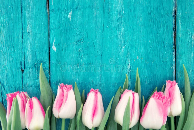 Frame of tulips on turquoise rustic wooden background. Spring flowers. Spring background. Greeting card for Valentine`s Day, Woman`s Day and Mother`s Day. Top view. Frame of tulips on turquoise rustic wooden background. Spring flowers. Spring background. Greeting card for Valentine`s Day, Woman`s Day and Mother`s Day. Top view