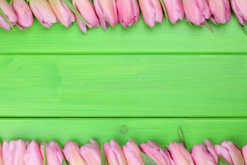 Frame from tulips flowers in spring or mothers day with copyspace for your own text. Frame from tulips flowers in spring or mothers day with copyspace for your own text