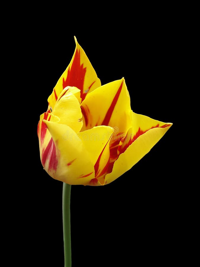郁金香花‘蒙娜丽莎’ (红色，黄色backg条纹或火焰 库存照片