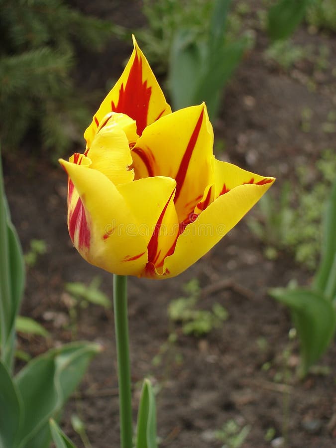 郁金香花‘蒙娜丽莎’ (红色，黄色背景条纹或火焰) 库存照片