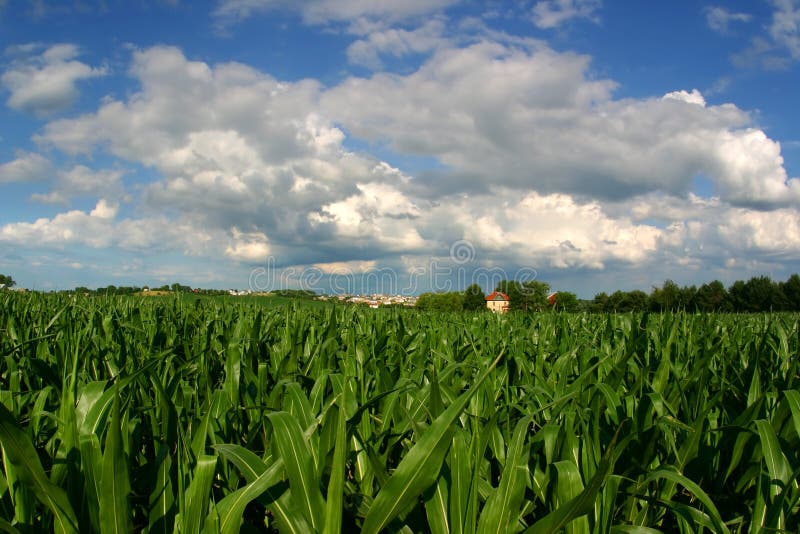 Vanishing Farmland (cornfield and house with housing development). Vanishing Farmland (cornfield and house with housing development)