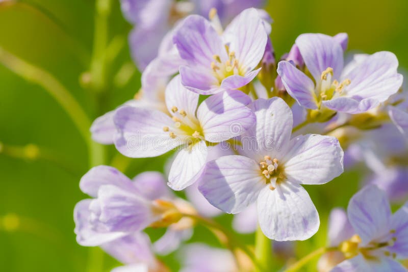 Cuckoo flower (Cardamine pratensis) in a meadow. Cuckoo flower (Cardamine pratensis) in a meadow