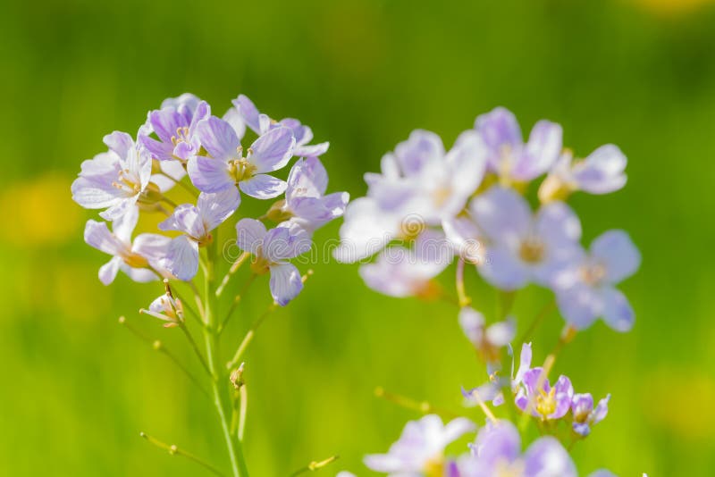 Cuckoo flower (Cardamine pratensis) in a meadow. Cuckoo flower (Cardamine pratensis) in a meadow