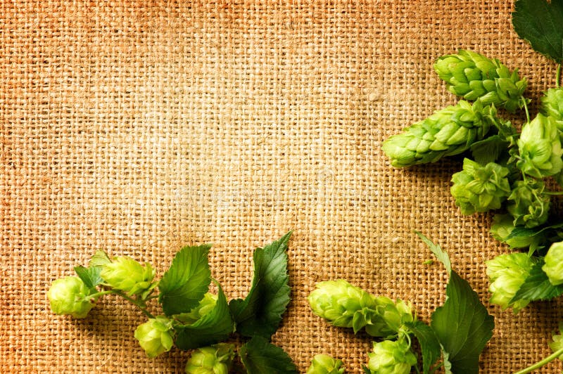 Ingredients for brewing beer. Fresh Hop on burlap close up. Green Hop cones with leaves over sack linen texture. Burlap background. Beer brewing concept. Brewery. Copyspace for your text. Ingredients for brewing beer. Fresh Hop on burlap close up. Green Hop cones with leaves over sack linen texture. Burlap background. Beer brewing concept. Brewery. Copyspace for your text