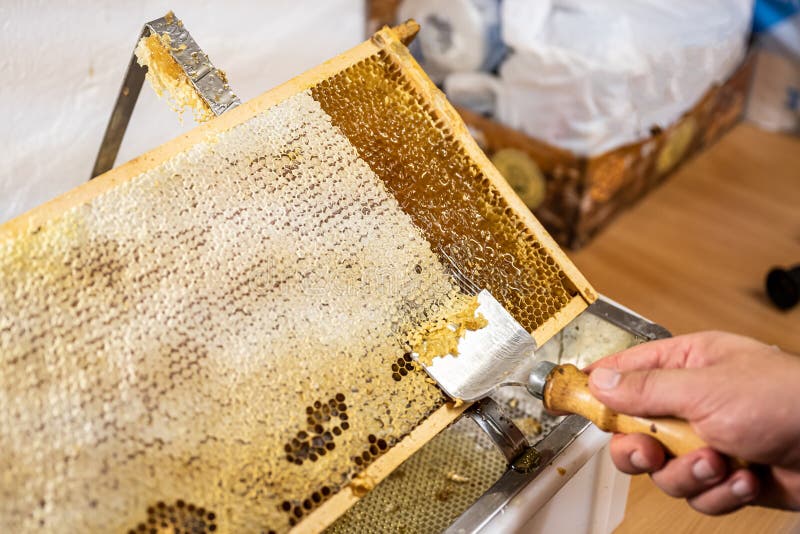 Honeycomb will open unwaxing fork beekeeper uncapped for harvest golden delicious honey closeup. Honeycomb will open unwaxing fork beekeeper uncapped for harvest golden delicious honey closeup