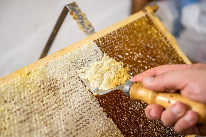 Honeycomb will open unwaxing fork beekeeper uncapped for harvest golden delicious honey closeup. Honeycomb will open unwaxing fork beekeeper uncapped for harvest golden delicious honey closeup