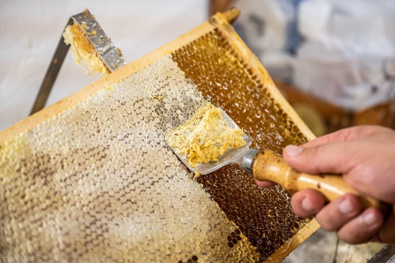 Honeycomb will open unwaxing fork beekeeper uncapped for harvest golden delicious honey closeup. Honeycomb will open unwaxing fork beekeeper uncapped for harvest golden delicious honey closeup
