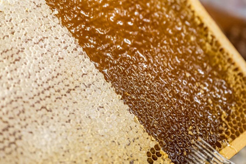 Honeycomb will open unwaxing fork beekeeper uncapped for harvest golden delicious honey closeup. Honeycomb will open unwaxing fork beekeeper uncapped for harvest golden delicious honey closeup