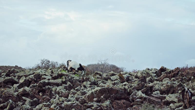 野外美丽景观中的野山羊
