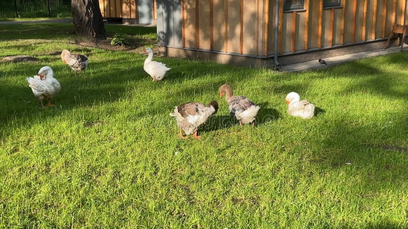 野木建筑旁的绿草野鸭和鹅 股票视频