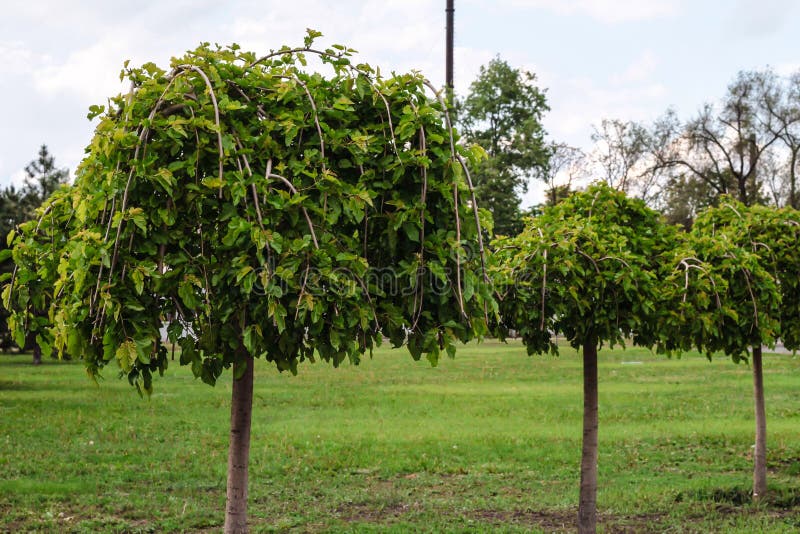 公园里的野生桑树。树冠树。观赏树 免版税库存图片