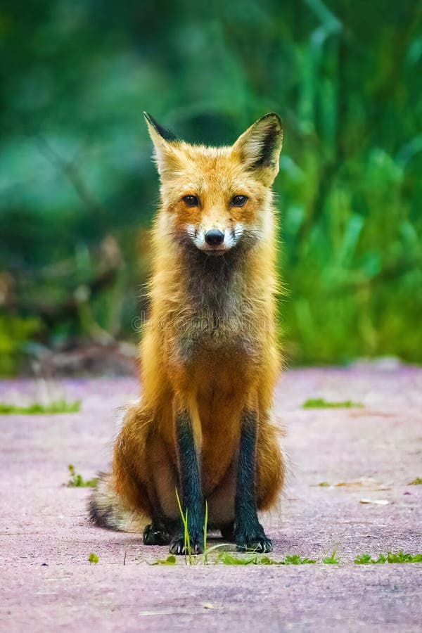 野森林中可爱的棕狐狸特写