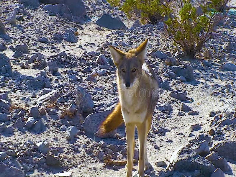 野生捕食者美洲狼犬与美国死亡谷沙漠中的人相近