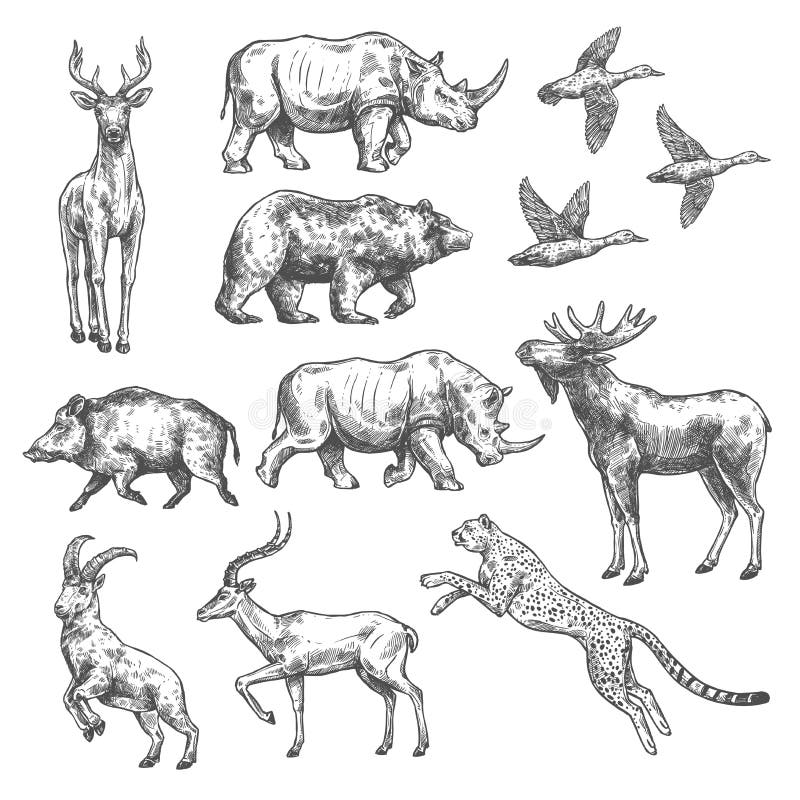 Animal sketch set of wild bird, african safari and forest mammal. Bear, duck and deer, rhino, antelope and jaguar, goat, boar and elk isolated icon for hunting sport open season or hunter club design. Animal sketch set of wild bird, african safari and forest mammal. Bear, duck and deer, rhino, antelope and jaguar, goat, boar and elk isolated icon for hunting sport open season or hunter club design