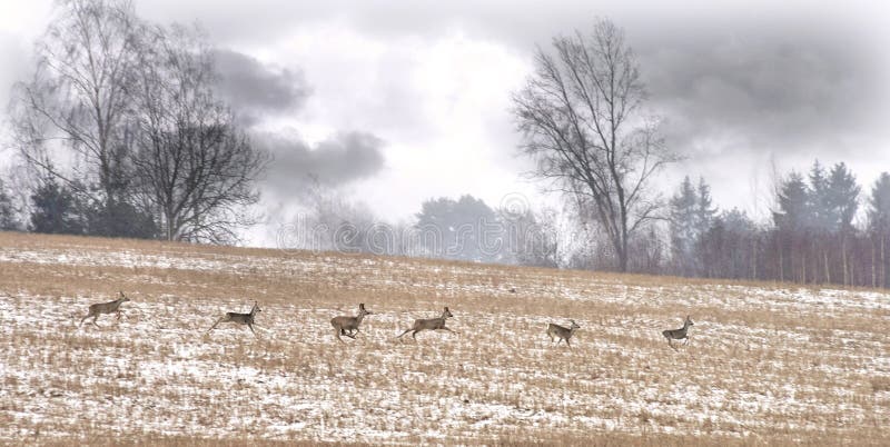 A winter landscape and wild animals. A winter landscape and wild animals